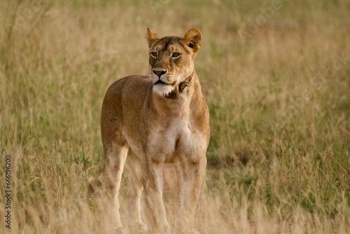 A lioness