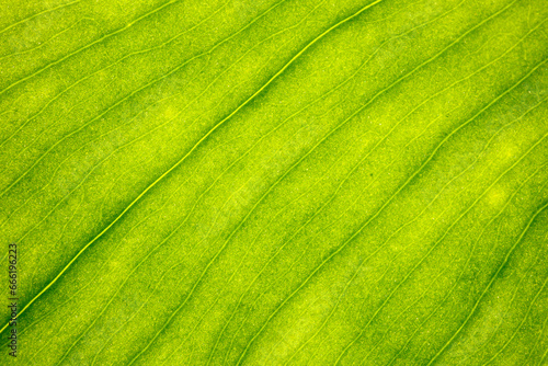 Vue macro de feuille verte de plante photo