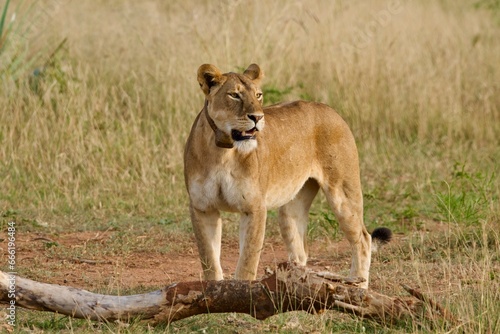 A lioness