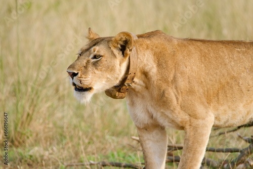 A lioness
