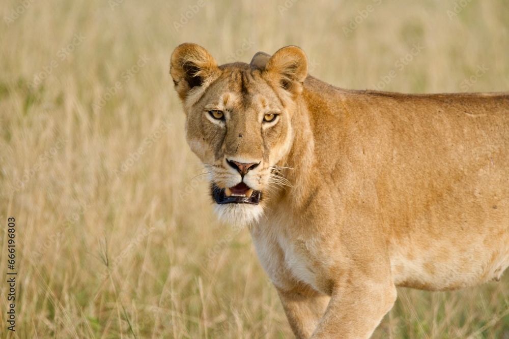 A lioness A lioness