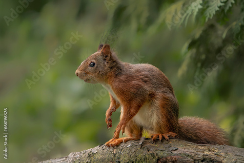 Eurasian red squirrel  Sciurus vulgaris   on a branch. Noord Brabant in the  Netherlands.                                                                                   