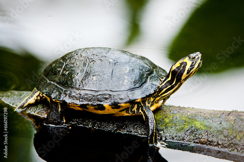 Gelbbauch Schmuckschildkröte, Schildkröte auf dem Holzstamm