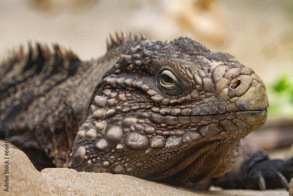 Fototapeta premium Reptil, Echse, braune Echse auf Sand