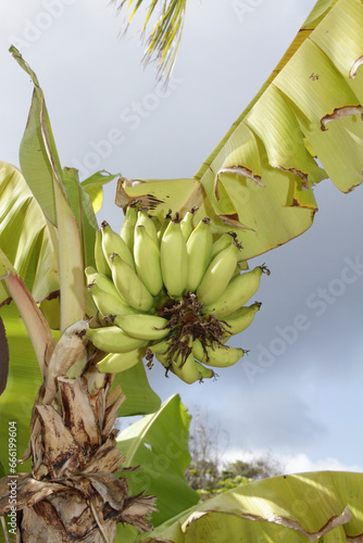 Fructe banane de aproape photo