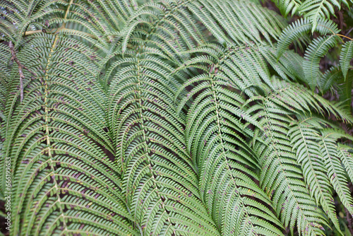 Cyathea dregei close up photo