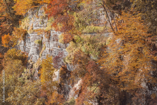 Trees on the mountain cliffs at autumn time.