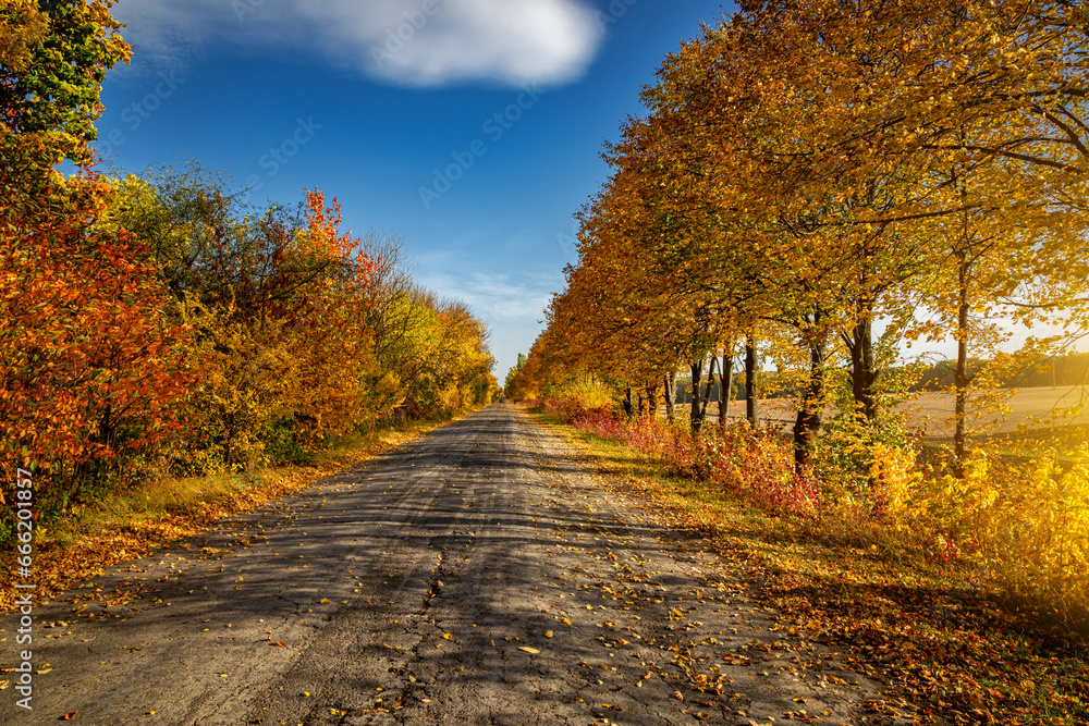 Road on an autumn day with yellow trees.