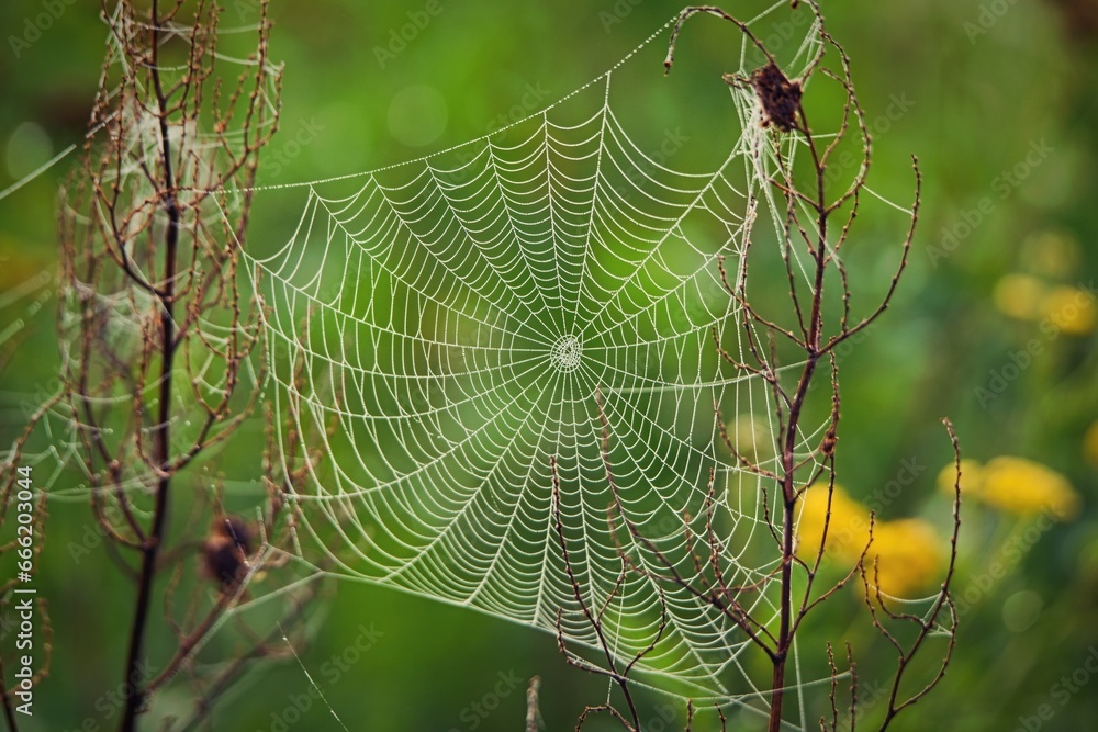 Close-up photo of spider web with green background. Cobweb in dew.  