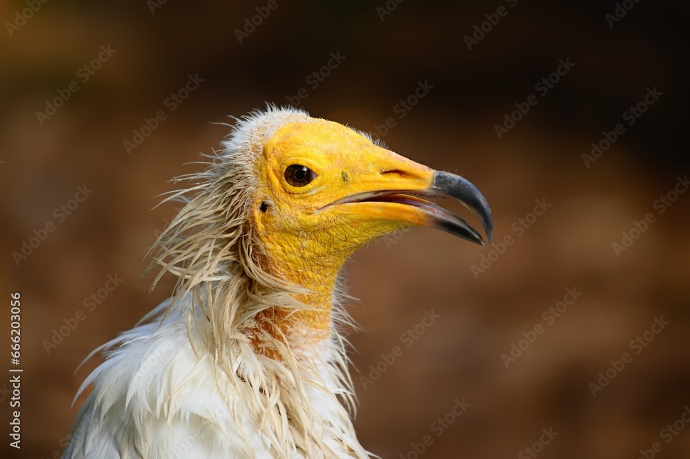 Obraz premium Close up photo of The Egyptian vulture (Neophron percnopterus). Prague Zoo, Czech republic. 