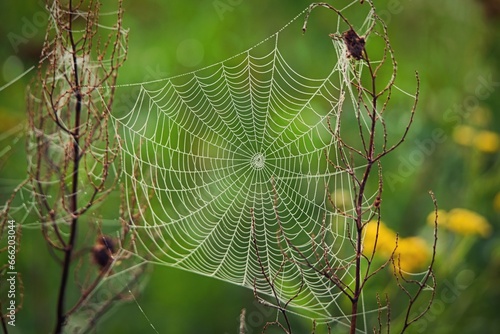 Close-up photo of spider web with green background. Cobweb in dew. 