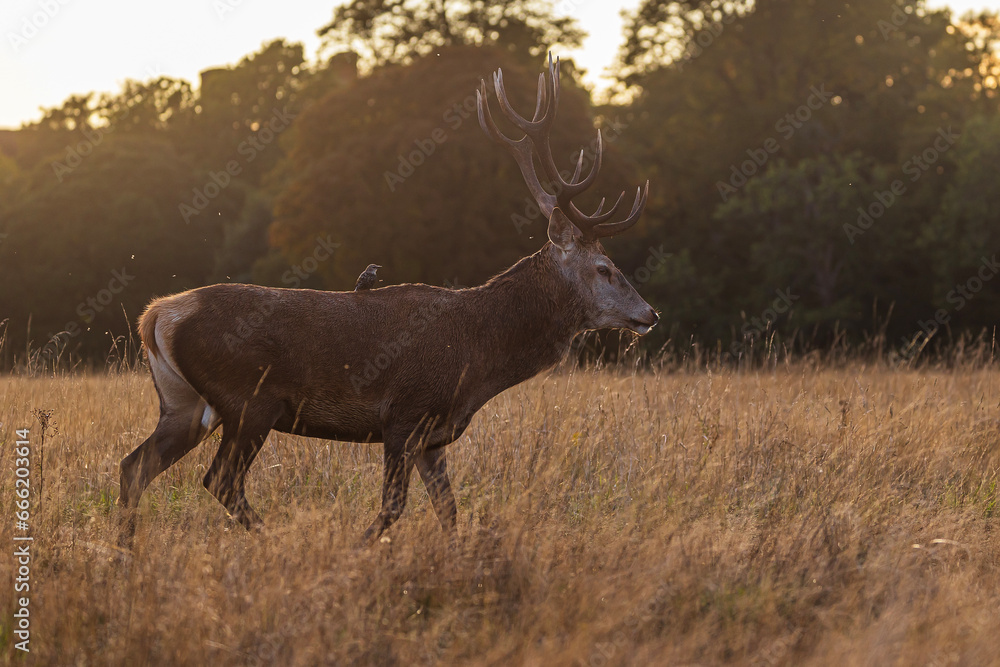 the red deer (Cervus elaphus) in the grass in the backlight the red deer (Cervus elaphus) in the grass in the backlight