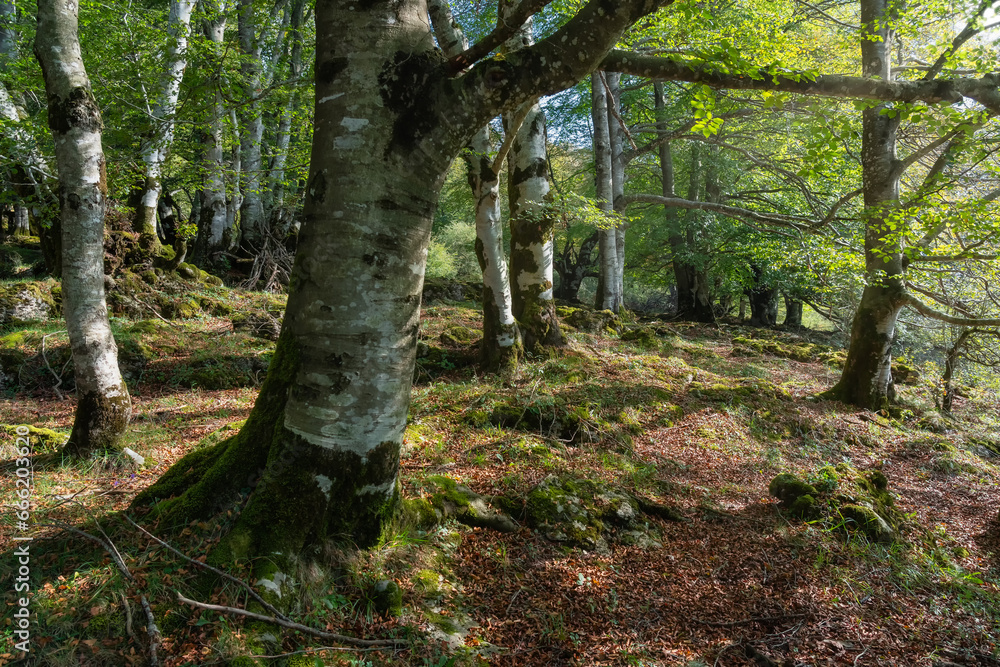 Beech forest with huge trees and large branches from which leaves fall on the road, Alava., Spain. Beech forest with huge trees and large branches from which leaves fall on the road, Alava., Spain.