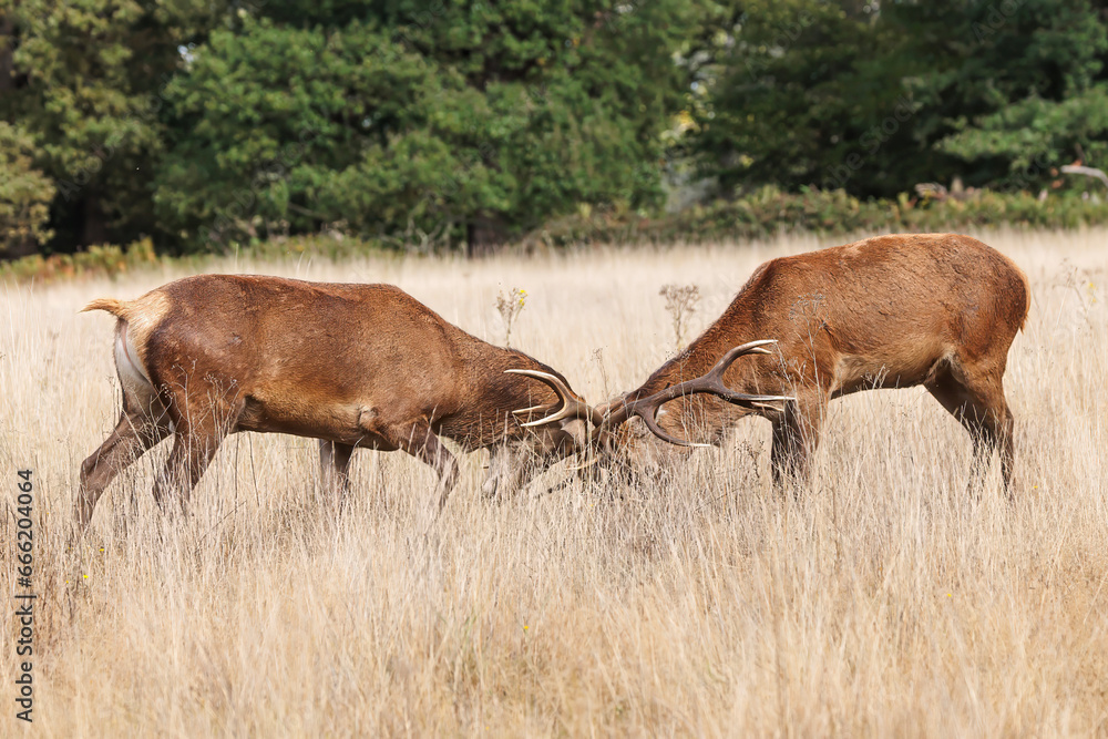 Fototapeta premium the red deer (Cervus elaphus) males in estrus compete for the herd