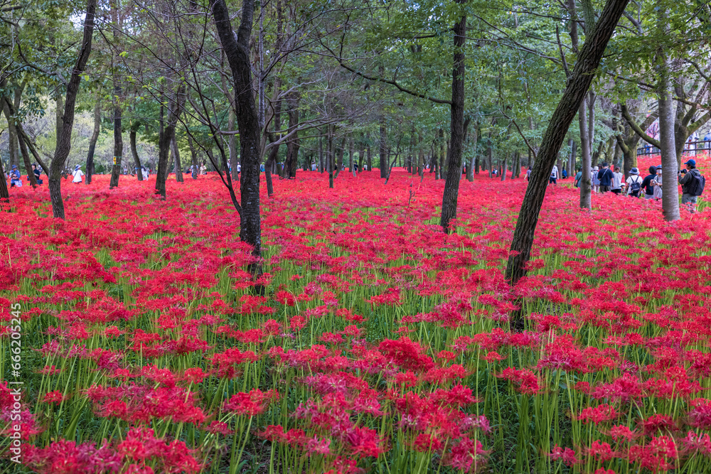 Kinchakuda Manjushage Park is the famous Red spider lily garden in Saitama, Japan. 巾着田曼珠沙華公園 Kinchakuda Manjushage Park is the famous Red spider lily garden in Saitama, Japan. 巾着田曼珠沙華公園