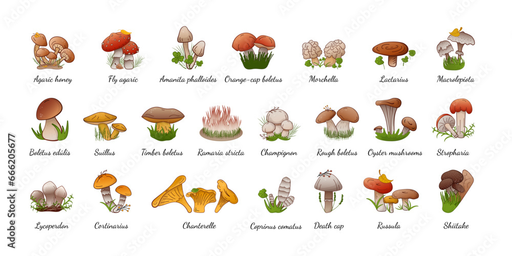Obraz premium Vector set forest mushrooms with names. Collection different types mushrooms edible and inedible.