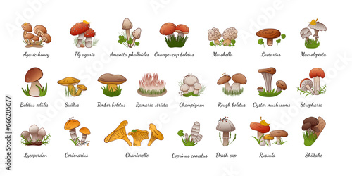 Vector set forest mushrooms with names. Collection different types mushrooms edible and inedible.