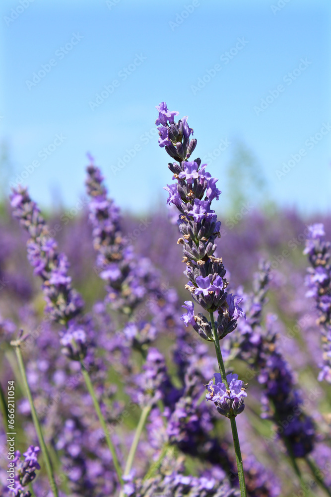 Obraz premium lavande, province, france