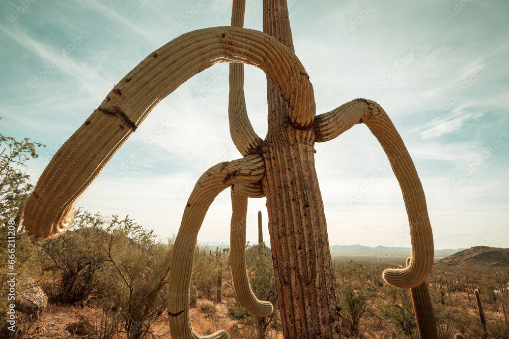 Fototapeta premium Cactus