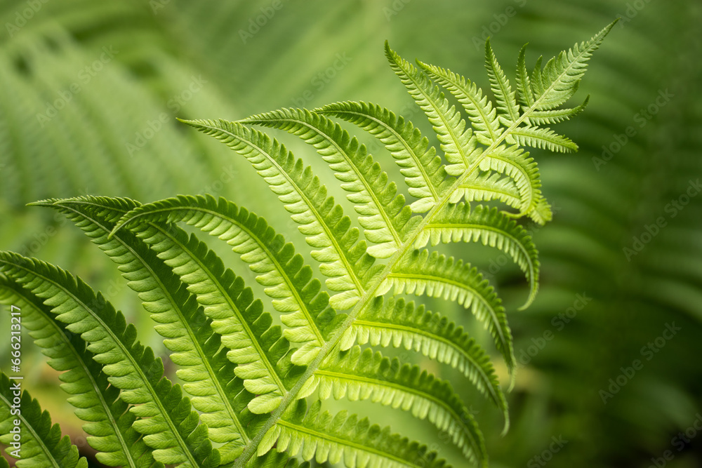 fern leaf in the forest, fern, green fern leaf in the forest, fern, green