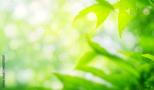 Green leaves on blurred greenery background with bokeh and sunlight