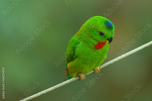 A very small and cute bright green blue-crowned parrot or serendak. They can be recognized by their green plumage, black beak and distinctive blue feathers arranged in a crown on their head.
