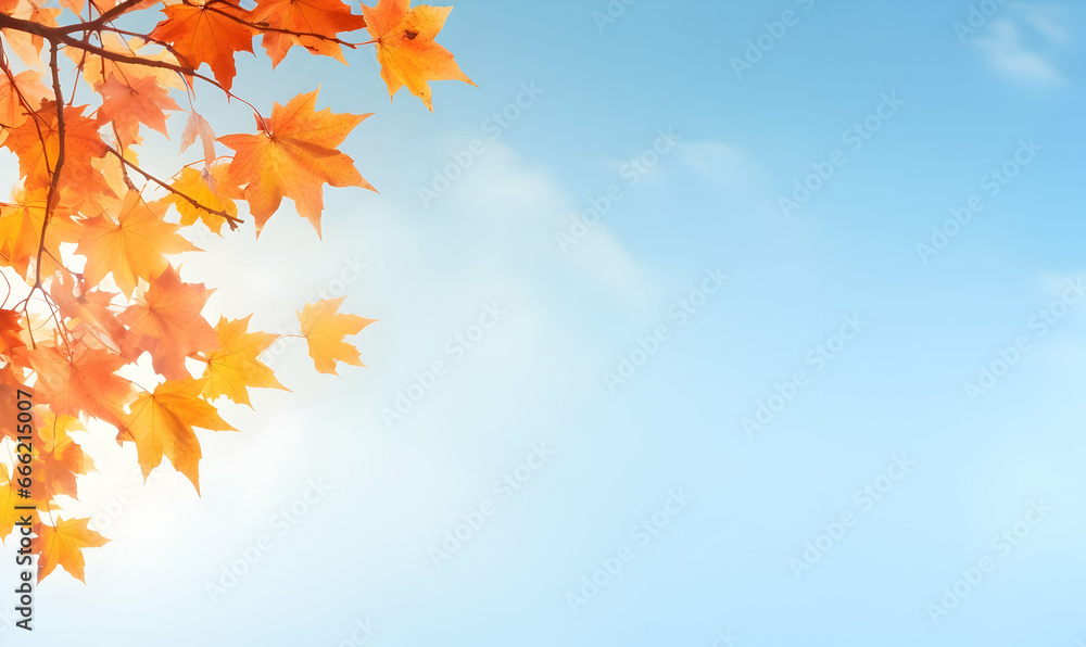 Autumn Season, maple leaf background on autumn or spring season, red and orange maple leaf falling down on the ground in an autumn season, Single maple leaf, Isolated autumn background Autumn Season, maple leaf background on autumn or spring season, red and orange maple leaf falling down on the ground in an autumn season, Single maple leaf, Isolated autumn background