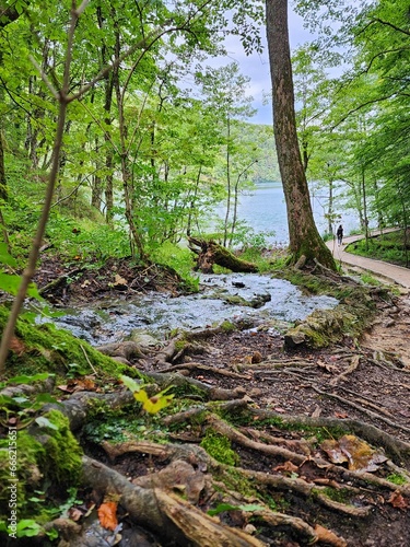 Enchanted Woodland Stream