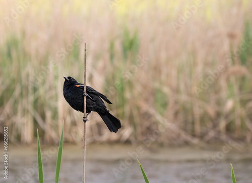 Autumn nature picture: Red-winged blackbird perching on a bare branch in front of dried grass. The red-winged blackbird breeds from central-eastern Alaska, Yukon, and Newfoundland in the north to