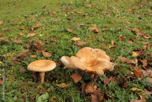 a group brown russula mushrooms in a green meadow in a forest