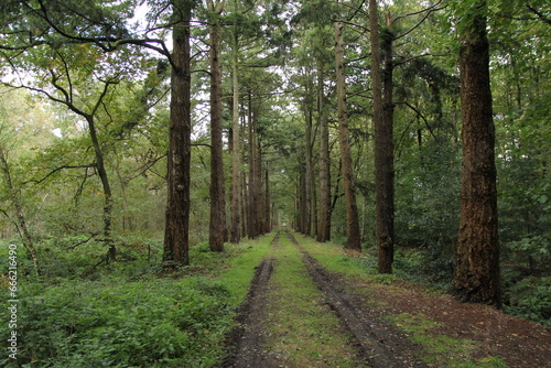 a path with tracks in the mud and a lane of big trees in a forest in autumn after heavy rain showers