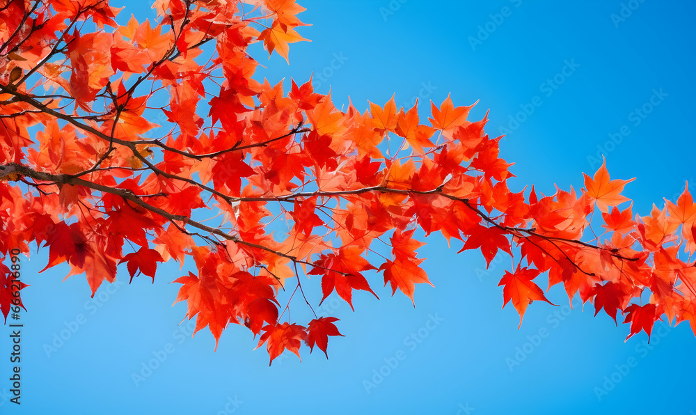 Autumn Season, maple leaf background on autumn or spring season, red and orange maple leaf falling down on the ground in an autumn season, Single maple leaf, Isolated autumn background Autumn Season, maple leaf background on autumn or spring season, red and orange maple leaf falling down on the ground in an autumn season, Single maple leaf, Isolated autumn background