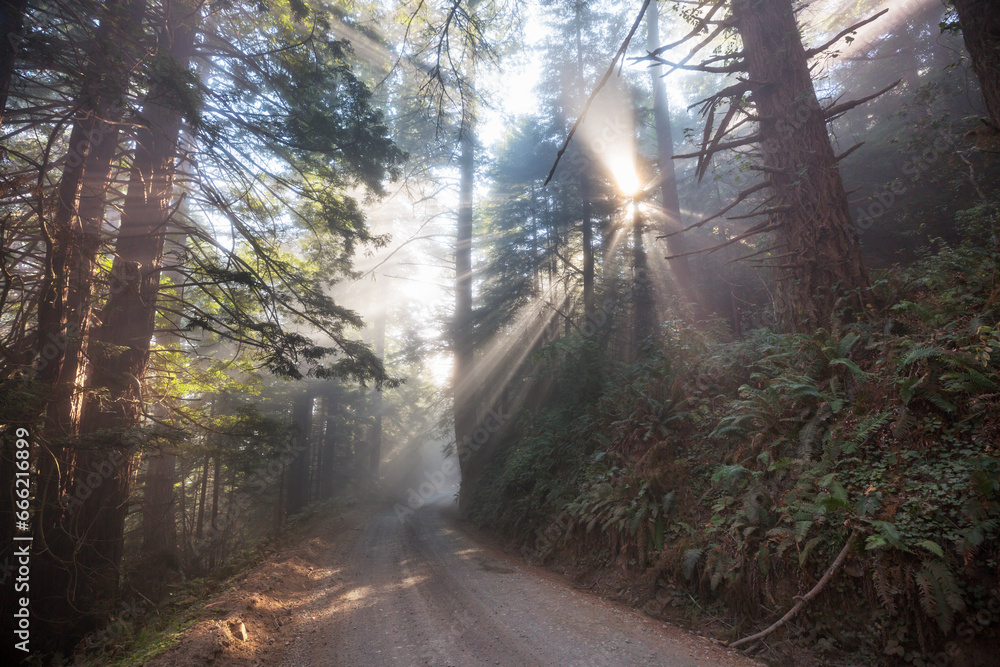 Obraz premium Sunny beams