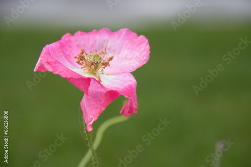 pink flower in the grass