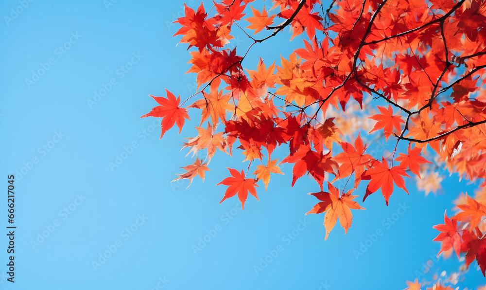 Autumn Season, maple leaf background on autumn or spring season, red and orange maple leaf falling down on the ground in an autumn season, Single maple leaf, Isolated autumn background Autumn Season, maple leaf background on autumn or spring season, red and orange maple leaf falling down on the ground in an autumn season, Single maple leaf, Isolated autumn background