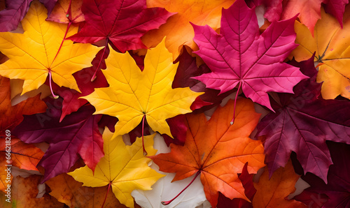 Autumn Season, maple leaf background on autumn or spring season, red and orange maple leaf falling down on the ground in an autumn season, Single maple leaf, Isolated autumn background