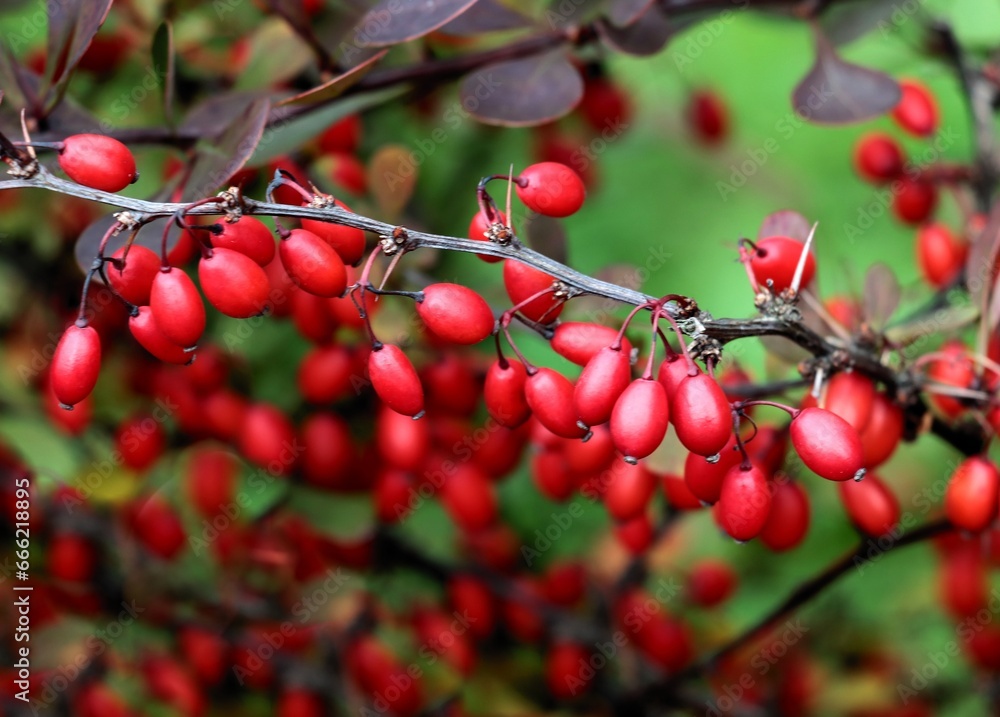 red berries of berberis vulgaris bush close up