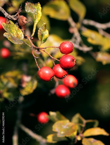 red fruits of Crataegus Laevigata tree at autumn close up