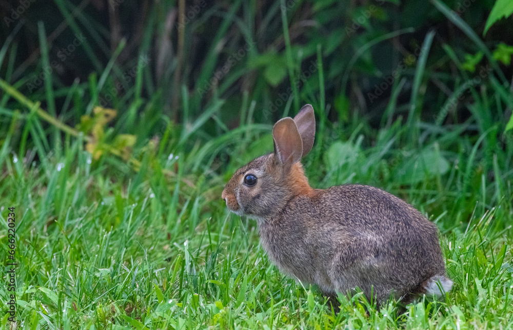 rabbit on the grass rabbit on the grass