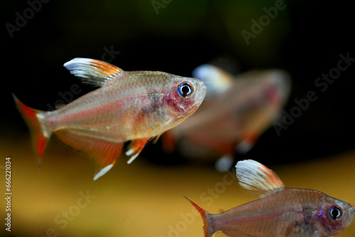 Hyphessobrycon bentosi, Rosy tetra aquarium fish on the natural background isolated underwater photo
