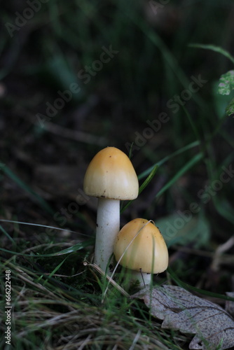 mushrooms in autumn forest in czech