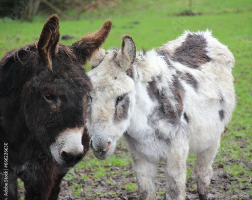 Two lovely donkeys in a field.