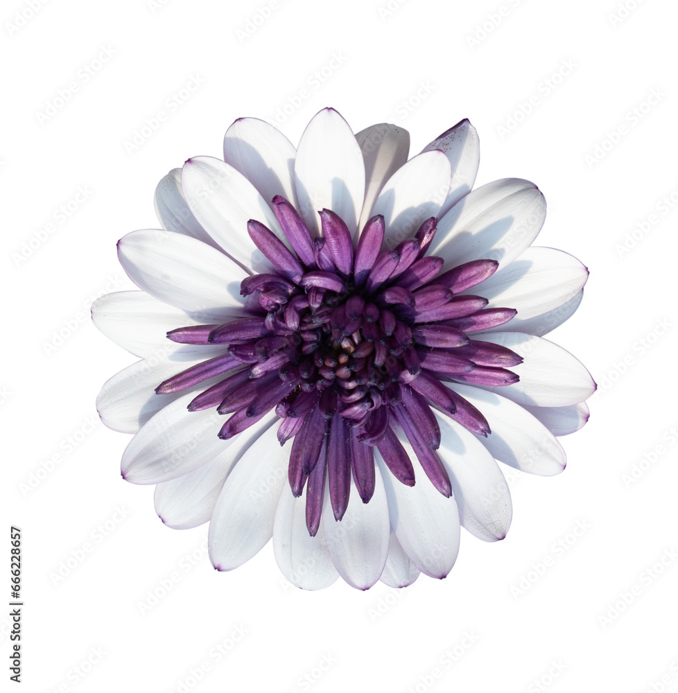 Transparent White African Daisy (also known as Osteospermum Ecklonisa) Transparent White African Daisy (also known as Osteospermum Ecklonisa)
