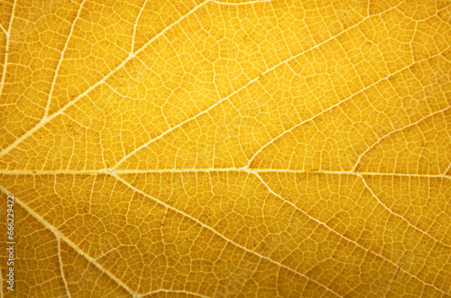 A close-up with the veins of a yellowed leaf. Perfect for background