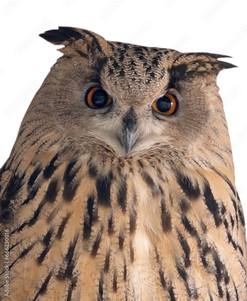 Fototapeta premium isolated brown eagle owl front view
