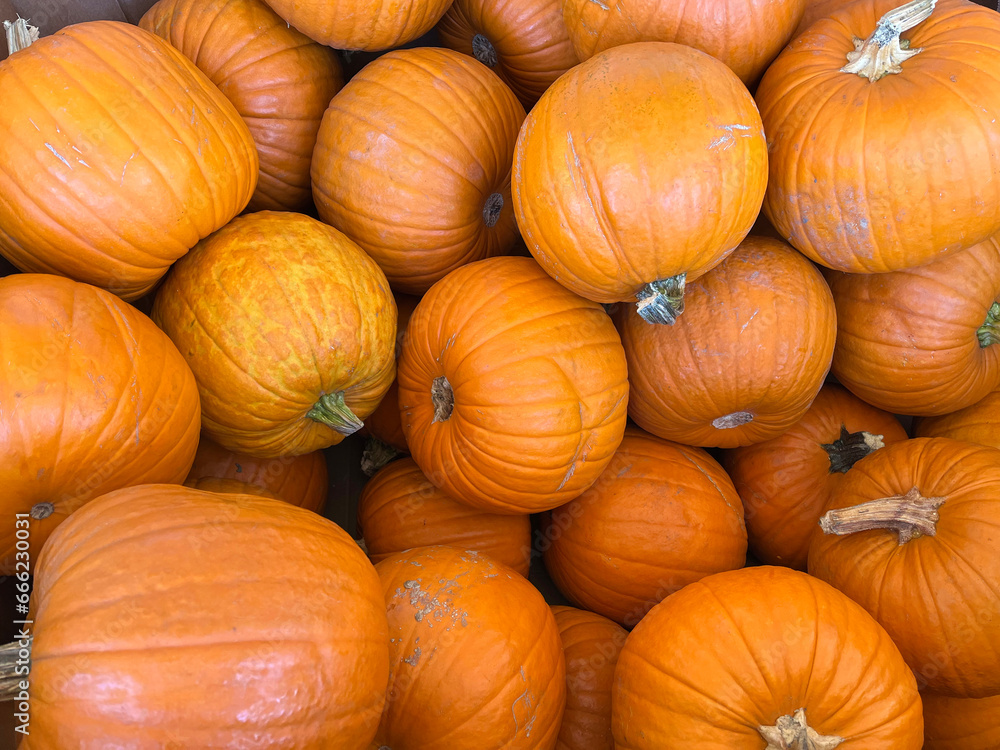 Selection of various large pumpkins on display Selection of various large pumpkins on display