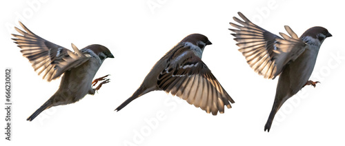 isolated three brown Eurasian tree sparrows in flight