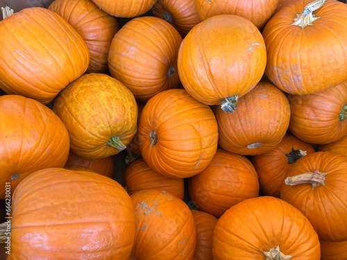 Selection of various large pumpkins on display 