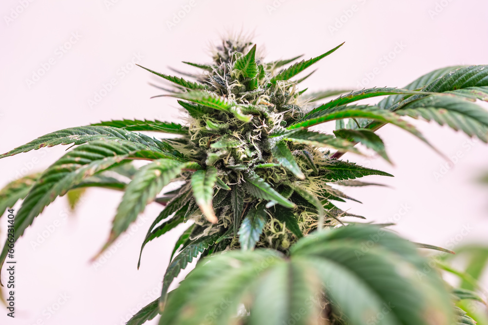 HDR close up shot of a cannabis plant blossom HDR close up shot of a cannabis plant blossom