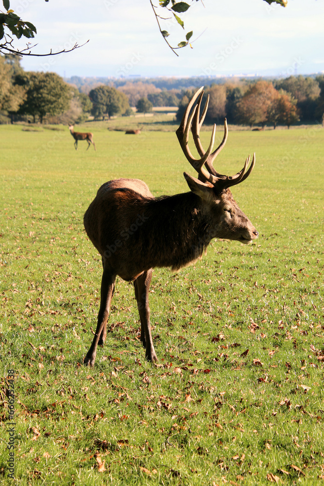 Naklejka premium A view of a Red Deer in the Cheshire Countryside on a sunny day